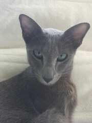 Here is the worlds most beautiful cat