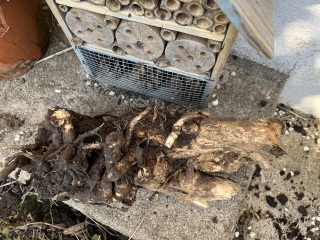What have you done in the garden today? Part 6