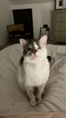 Here is the worlds most beautiful cat