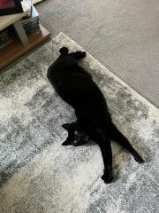 Cats do have different body shapes, don't they??