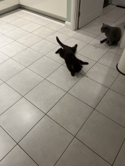 Cat losing control of his  legs- any help please