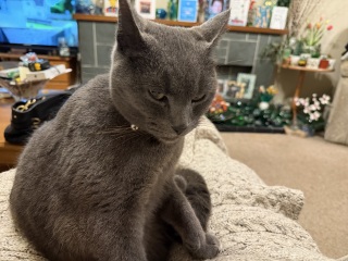 Hymns in Minor Keys & the Russian Easter Overture - the Excellent Cats ignore Culture.....