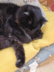 Hymns in Minor Keys & the Russian Easter Overture - the Excellent Cats ignore Culture.....