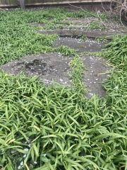 Is this plant invasive and how do I get rid of it?