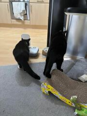 Cats do have different body shapes, don't they??