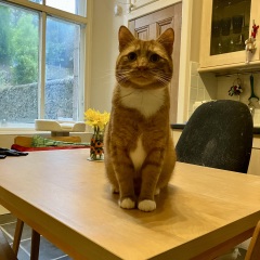 Here is the worlds most beautiful cat
