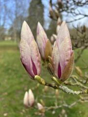 Thread 20 Starmer - Spring Statement