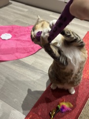 Lap dances, strippers and punch-ups - the Excellent Cats arrange a stag party