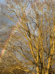 The Year Round Nigel Slater Discussion thread