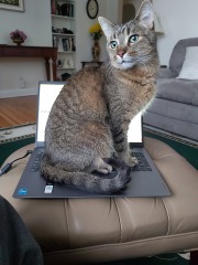 Vet bills: when is it too much?