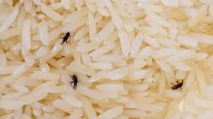 Question about removal men - will they take my food shopping?