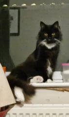 Siberian Cat?