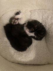 Advice please, Baby cats have arrived!