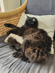 Here is the worlds most beautiful cat