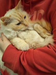 The Year Round Nigel Slater Discussion thread