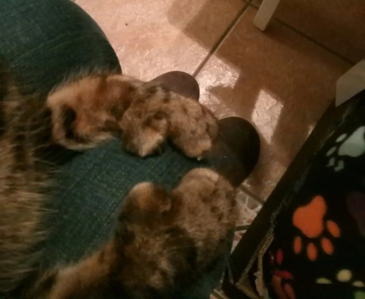 Our house is now a home again……..two new arrivals.