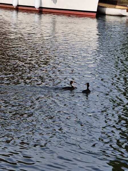 The Bluestocking - where women are women, and small furry animals are gerbils, quokkas,  capybaras, or a red panda called Rosy