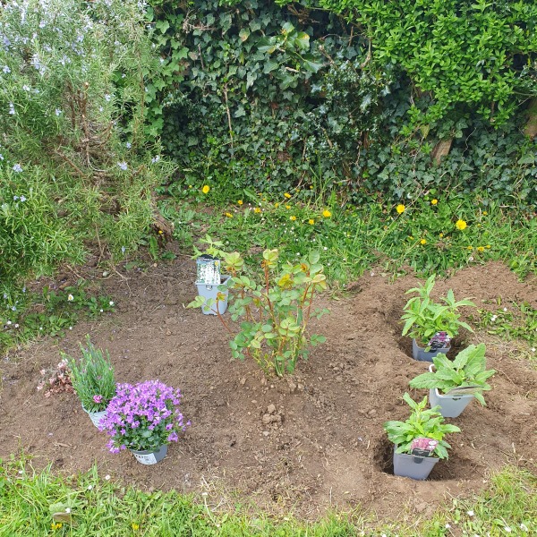 Help me position the plants please