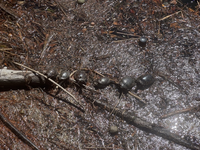 Come and tell us your dull and unexciting news 33: Calmly through the day