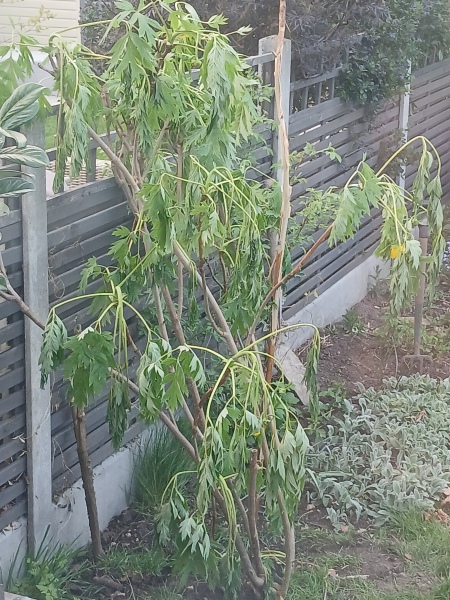 Help save my plant!