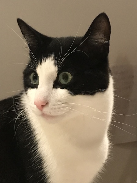 When to put our cat down - help!
