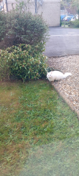 Hymns in Minor Keys & the Russian Easter Overture - the Excellent Cats ignore Culture.....