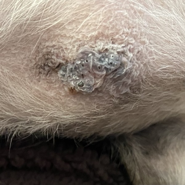 Weird Patch on my dog's tummy - any ideas?
