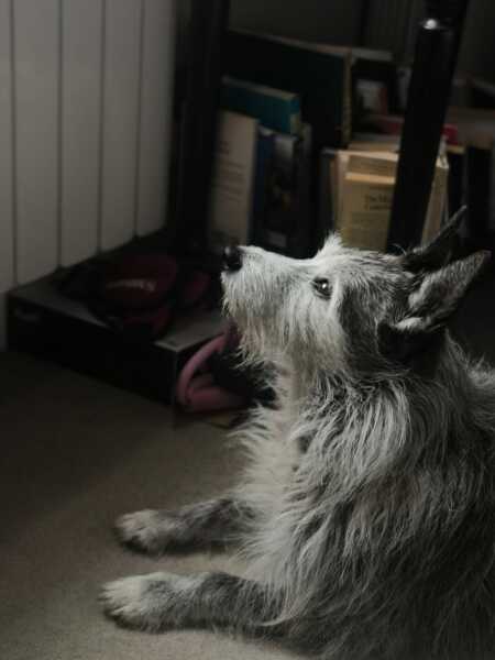 Our beautiful dog