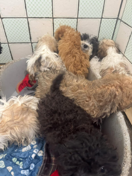 Over 100 dogs rescued ...