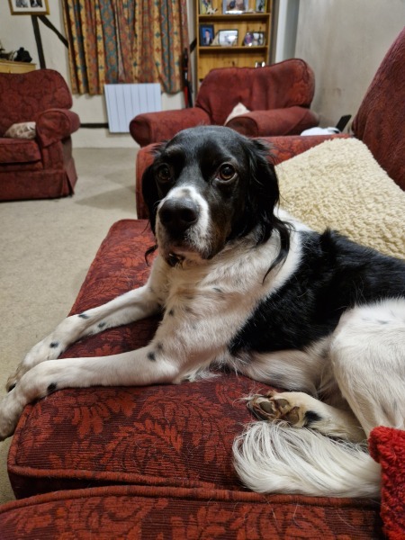 Chewing cushion covers