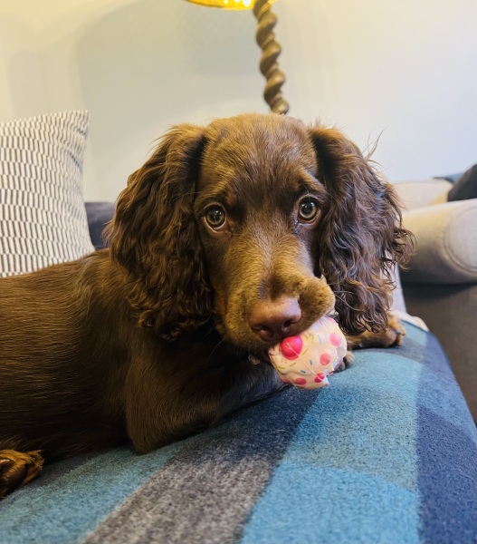 Working cocker puppy doesn't like walks, help.