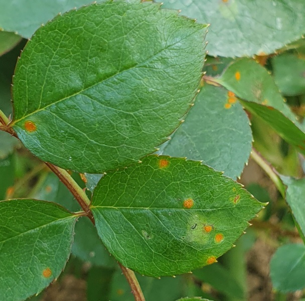 Orange spots on new rose