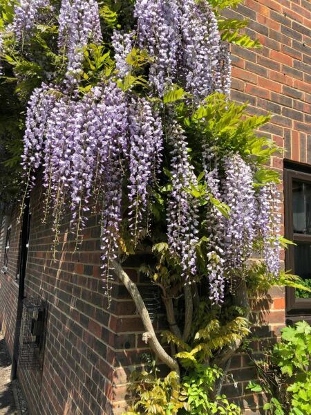 How many years did your wisteria take to bloom?