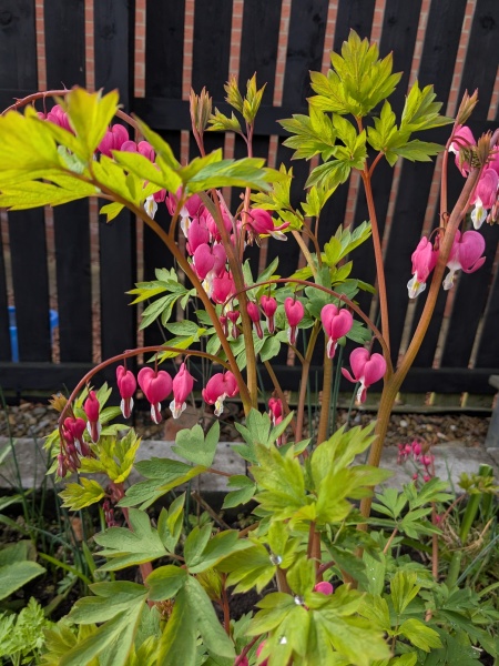 Thread 22 Starmer - Running up to local elections