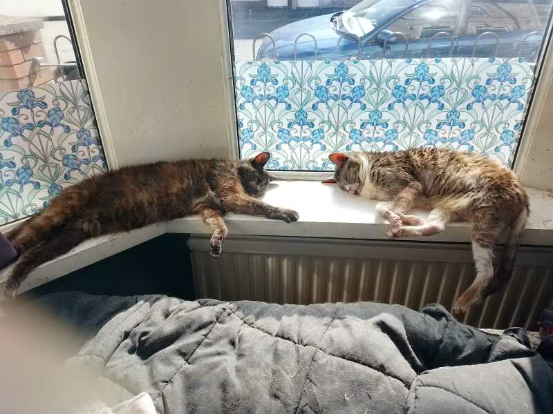 Hymns in Minor Keys & the Russian Easter Overture - the Excellent Cats ignore Culture.....