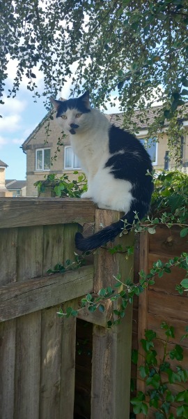 Hymns in Minor Keys & the Russian Easter Overture - the Excellent Cats ignore Culture.....