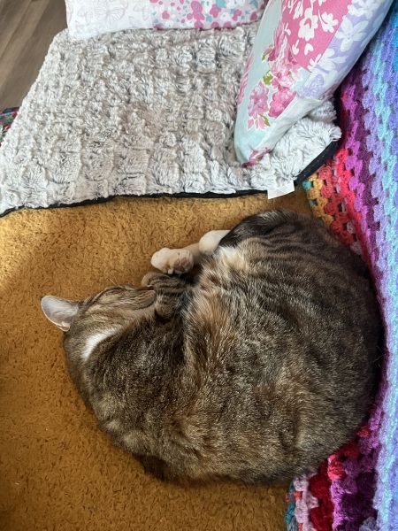 Hymns in Minor Keys & the Russian Easter Overture - the Excellent Cats ignore Culture.....