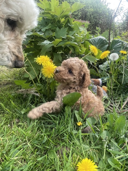 T-minus 6 days till our puppy comes home with us!