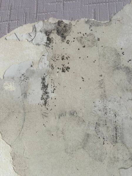 Is the black mould ?