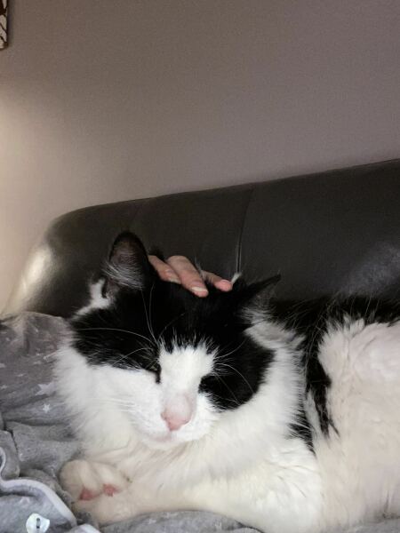 Elderly Cat Advice