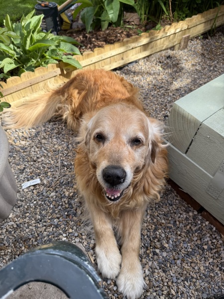 The Year Round Nigel Slater Discussion thread