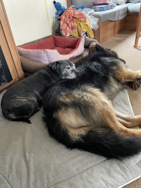 Does anyone have a German shepherd?