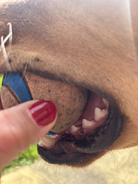 Air licking and funny mark on gum
