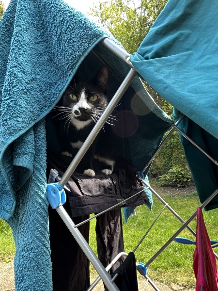 Hymns in Minor Keys & the Russian Easter Overture - the Excellent Cats ignore Culture.....