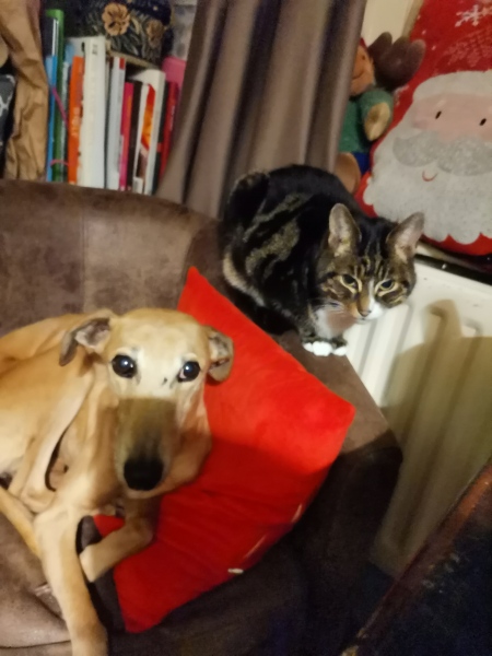 Cat affectionate towards dog?