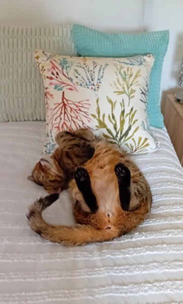 Hymns in Minor Keys & the Russian Easter Overture - the Excellent Cats ignore Culture.....