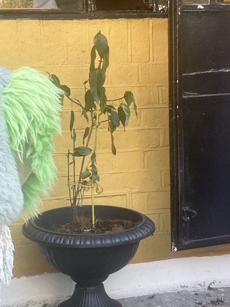 Viburnum a sulky git