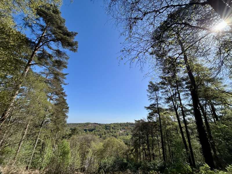 Tulips, Snowdrops and Brownies! Thread 4 for those wanting a coffee not a cocktail🌷🧁☕️