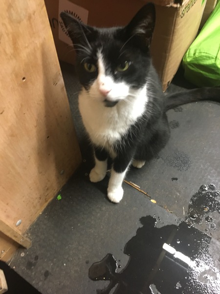 Thread 21 Starmer - Casting Nasturtiums