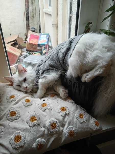 . . . to not have pet insurance?